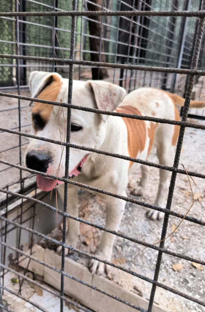 Ata saldıran köpek yakalandı