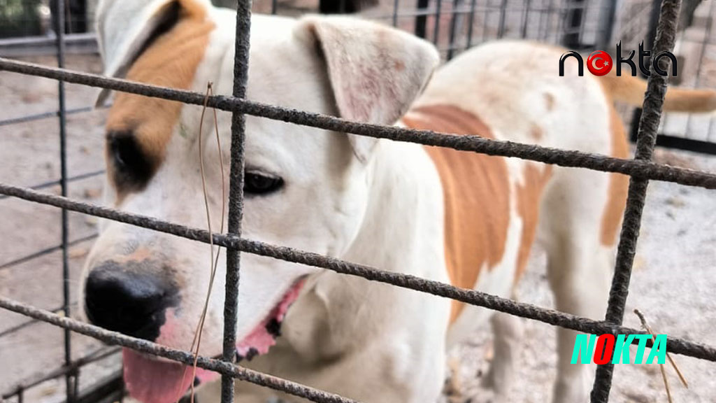 Ata saldıran köpek yakalandı